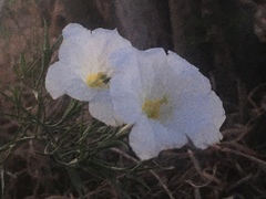 Nierembergia rigida