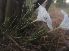 Nierembergia rigida