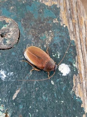 Diploptera punctata