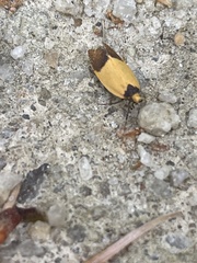 Merocroca automima