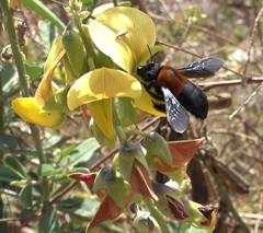 Xylocopa lateritia