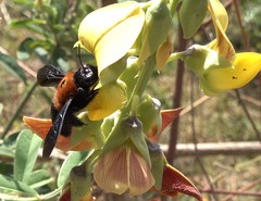 Xylocopa lateritia