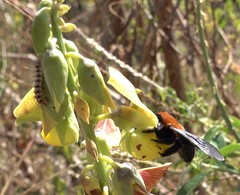 Xylocopa lateritia