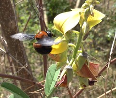 Xylocopa lateritia