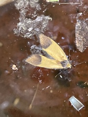 Merocroca automima