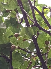 Pyrus
