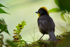 Atlapetes tricolor crassus