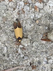 Merocroca automima