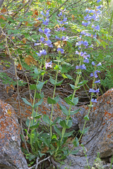 Penstemon cyananthus cyananthus