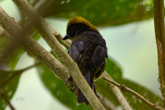 Atlapetes tricolor crassus