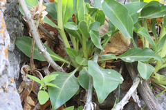 Penstemon cyananthus cyananthus