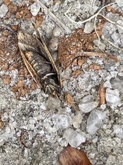 Merocroca automima
