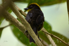 Atlapetes tricolor crassus