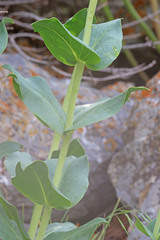 Penstemon cyananthus cyananthus