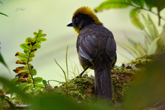 Atlapetes tricolor crassus