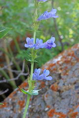 Penstemon cyananthus cyananthus