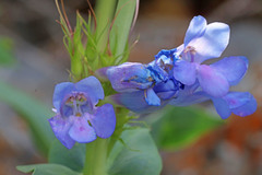 Penstemon cyananthus cyananthus