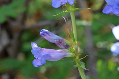 Penstemon cyananthus cyananthus