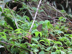 Hermeuptychia canthe