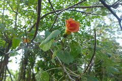 Hibiscus tiliaceus pernambucensis