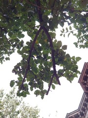 Pyrus