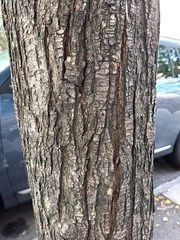 Pyrus