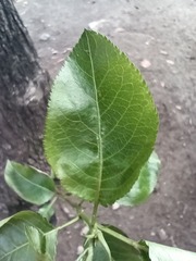 Pyrus
