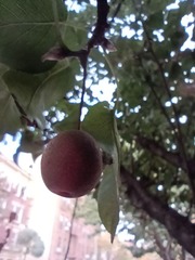 Pyrus