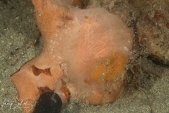 Discodorididae
