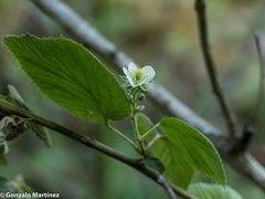 Rubus imperialis
