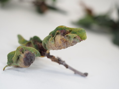 Neuroterus quercicola