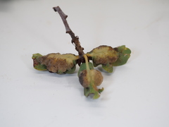 Neuroterus quercicola