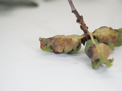 Neuroterus quercicola