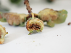 Neuroterus quercicola