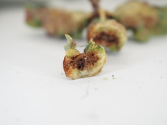 Neuroterus quercicola