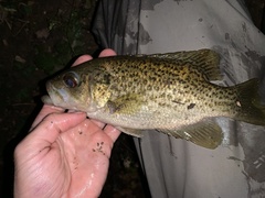 Ambloplites constellatus