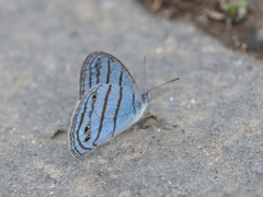 Cepheuptychia glaucina
