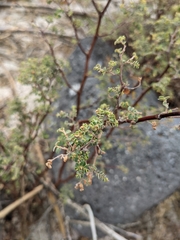 Euphorbia amplexicaulis