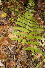 Dryopteris × triploidea