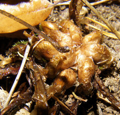 Dryopteris × triploidea