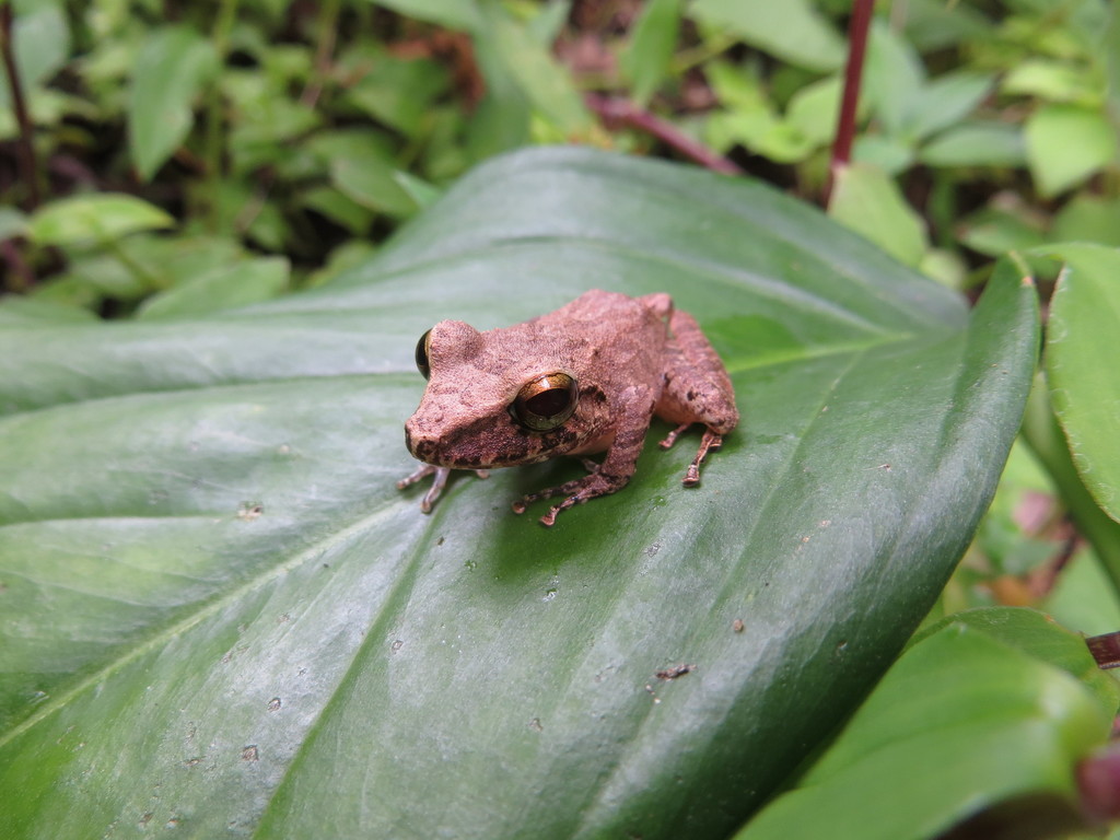 Charlotteville Leaf-Litter Frog