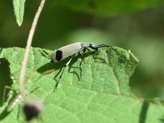 Epicauta funesta