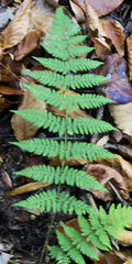 Dryopteris × triploidea