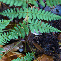 Dryopteris × triploidea
