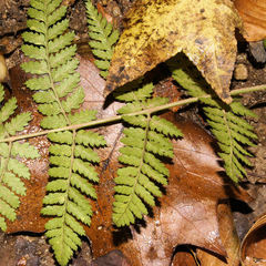 Dryopteris × triploidea
