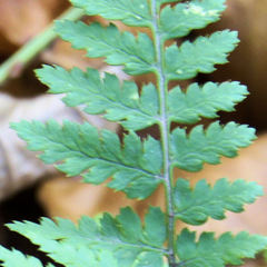 Dryopteris × triploidea
