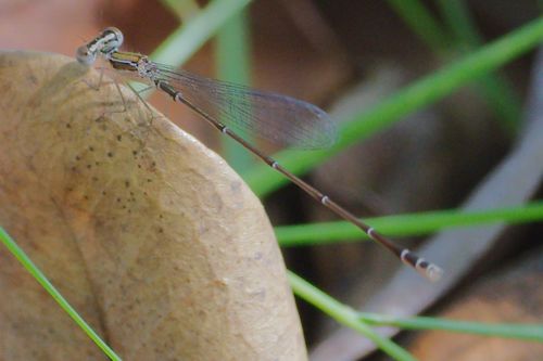 Everglades Sprite photo 2