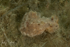 Sclerodoris tarka