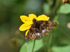 Noctuana lactifera bipuncta