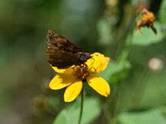 Noctuana lactifera bipuncta